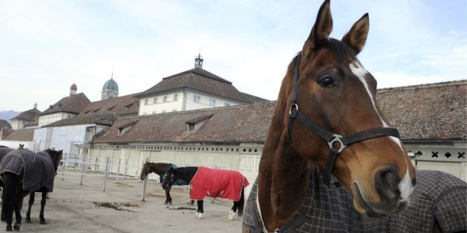Kein Gestüt in Europa ist älter als der Marstall im Kloster Einsiedeln. (Archivbild) Kloster Einsiedeln Pferd