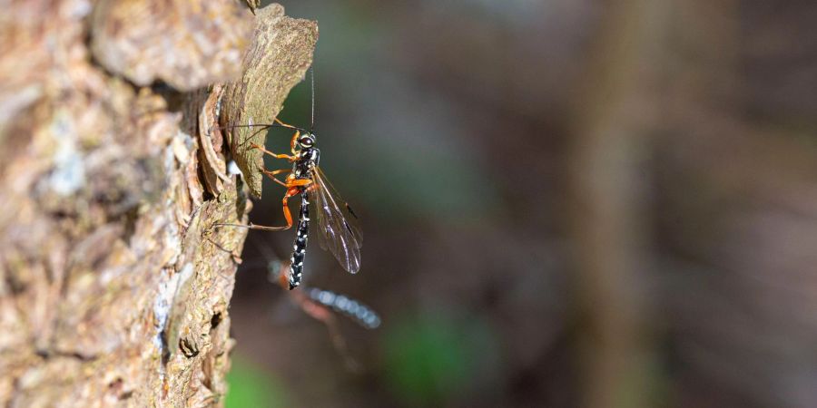 Die grazile Holzwespen-Schlupfwespe wird «Insekt des Jahres» 2025.