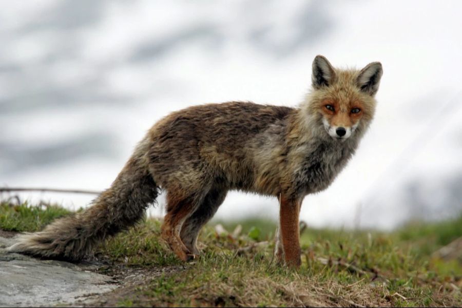 Ein Fuchs, aufgenommen auf dem Grimsel Hospiz.