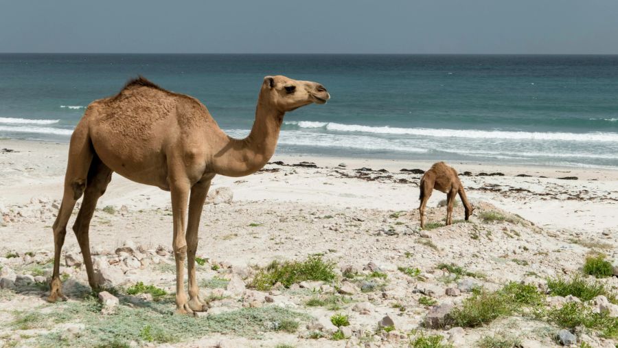 Strand Dromedar Oman