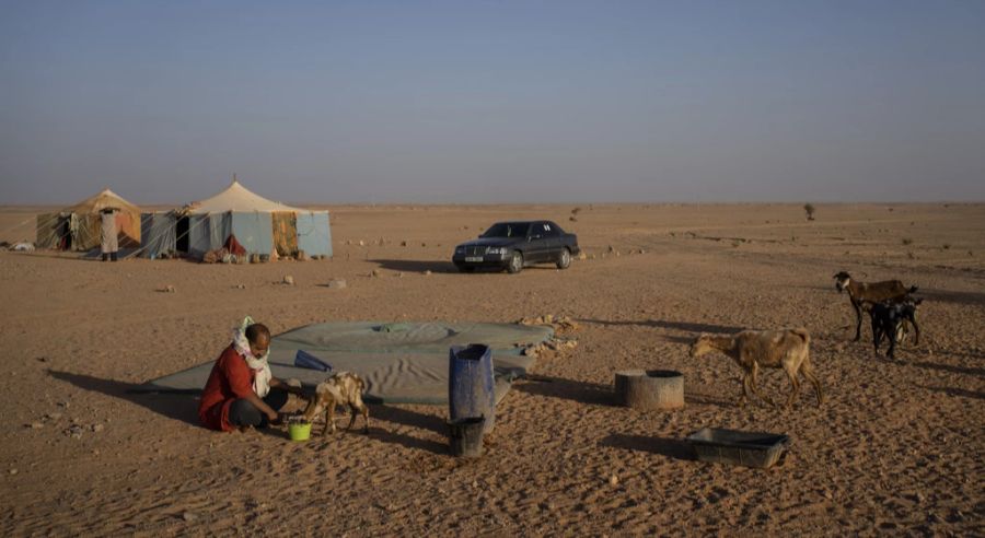 So wurde beispielsweise eine österreichische Kuh mit Kalb auf einem Viehmarkt in der Wüste Sahara gesichtet. (Symbolbild)