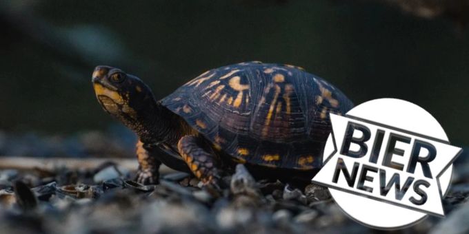 Kanada - Chinesin will 29 Schildkröten in Kayak schmuggeln – Haft droht
