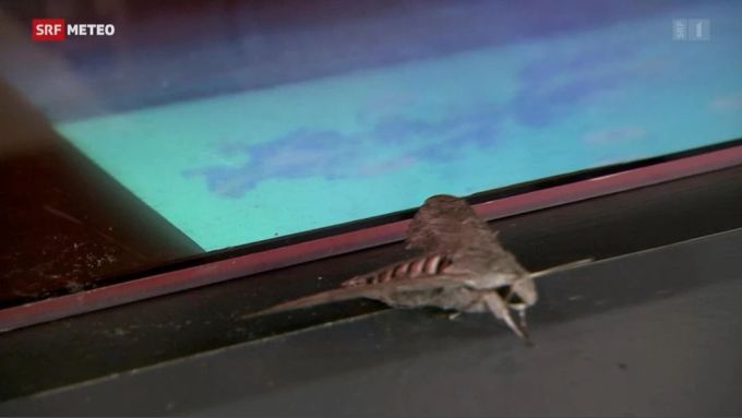 srf meteo