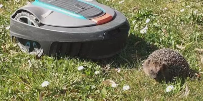 Igel sitzt auf einer Wiese vor einem Mähroboter