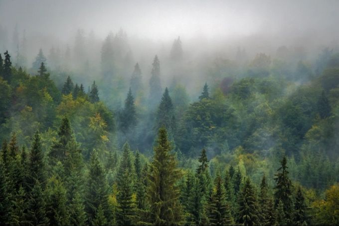 Programme zur Wiederbewaldung und zum Waldumbau sollen die Wälder an den Klimawandel anpassen. (Symbolbild) wald