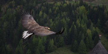 Adler Ukraine Krieg