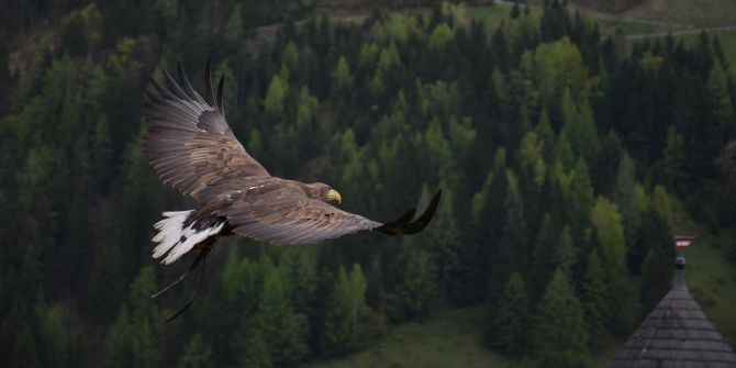 Adler Ukraine Krieg