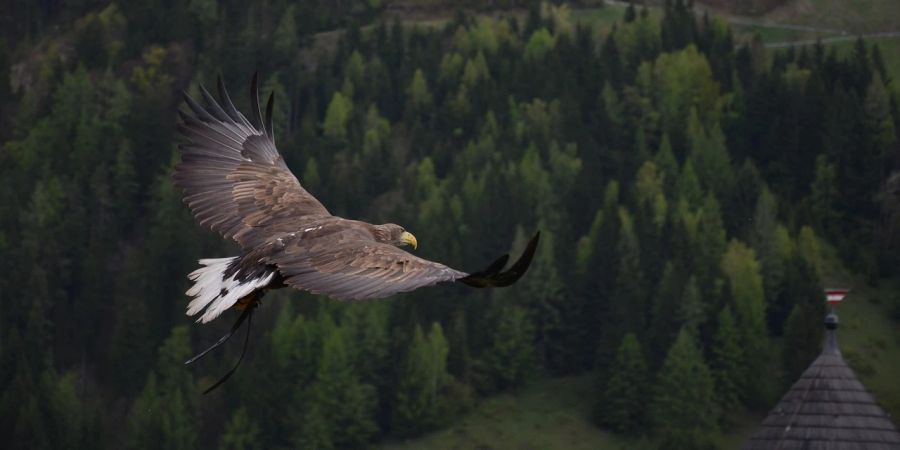 Adler Ukraine Krieg