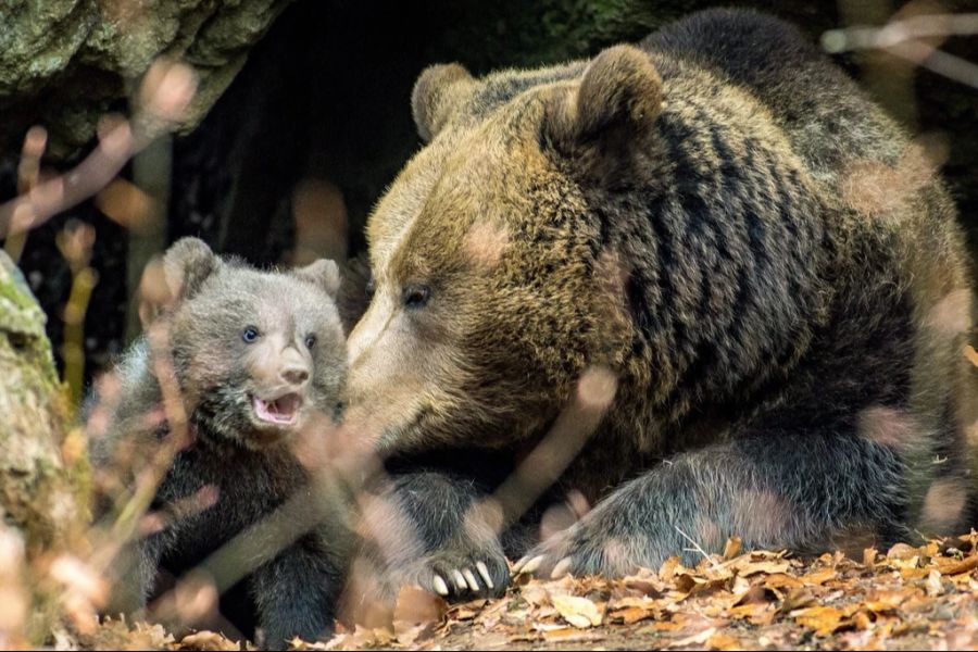japan bär