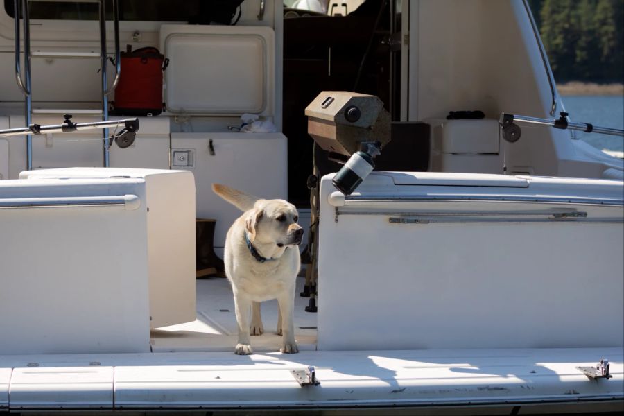 Labrador an Bord eines Bootes.