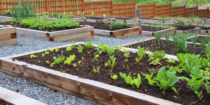 Grmüsegarten mit verschiedenen Sorten