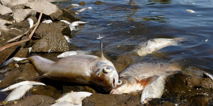 Tote Fische in der Oder im brandenburischen Schwedt