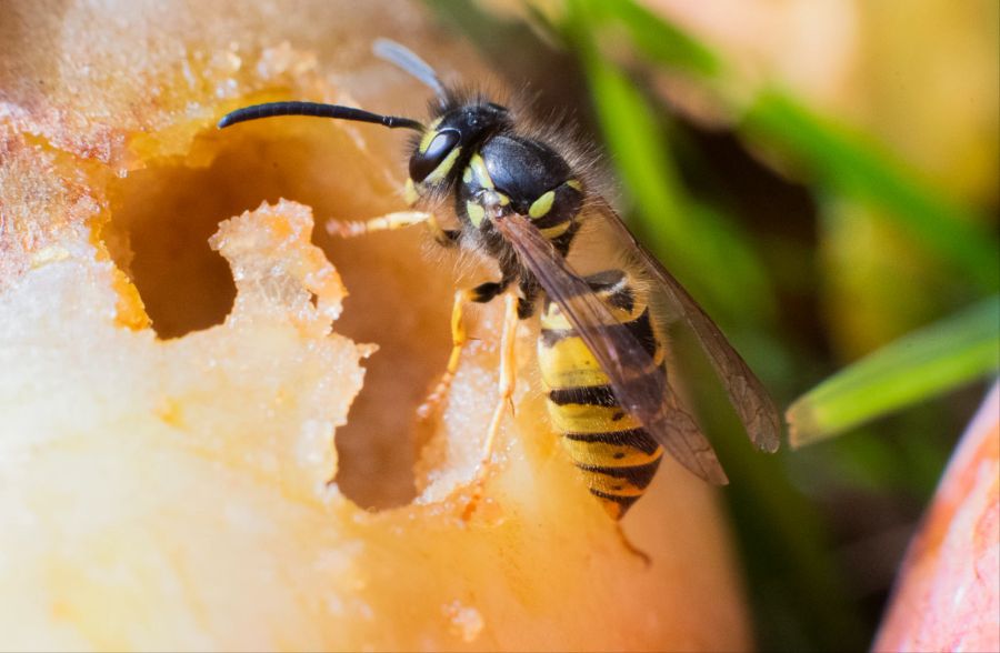 Wespe Obst Fruchtsaft Nektar