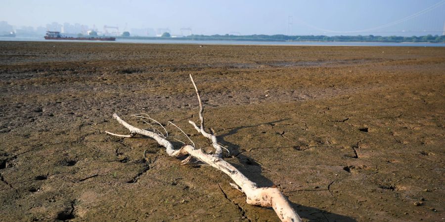 Ein abgestorbener Baum im Wattgebiet des Yangtze-Flusses. Die Dürre in China beeinträchtigt auch die Industrieproduktion.