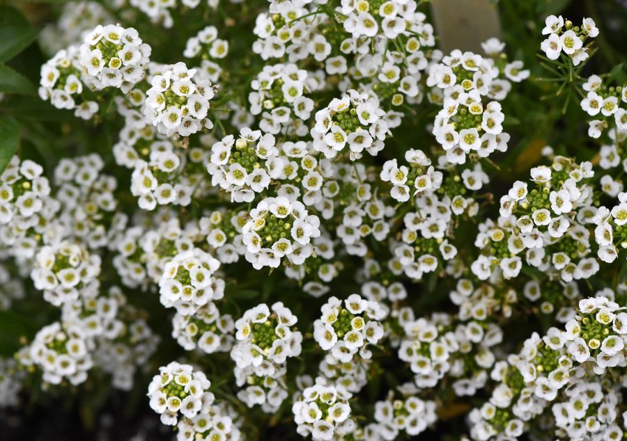 Blüte weiss Duftsteinrich Makro