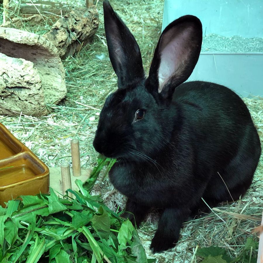 Und das Kaninchen Nora im Aargauer Tierheim.