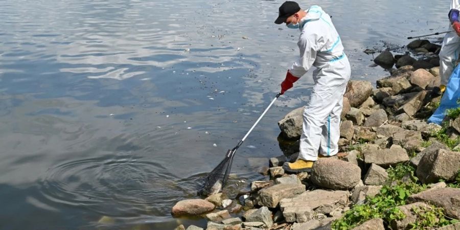 Tote Fische werden in Polen aus der Oder geholt