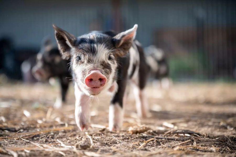 Ein Ferkel