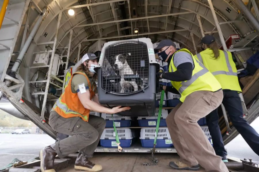 Pet Flight