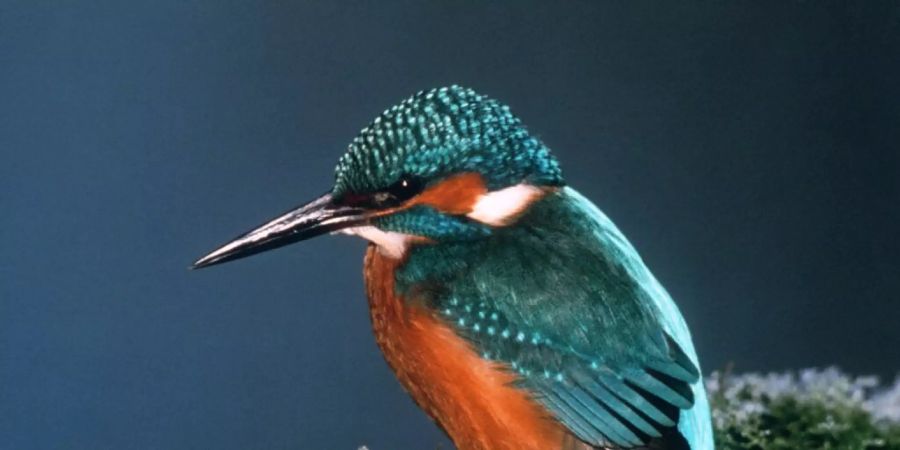 Der Eisvogel mag anders als es sein Name vermuten lässt keine frostigen Winter, da zugefrorene Gewässer den Weg zu ihrem Futter versperren. Aber einziger strenger Winter bedroht den Bestand des Vogels nicht. (Archivbild)