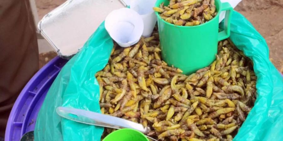 Gebratene Heuschrecken werden in einem violetten Eimer und portioniert mit Plastiktassen von Strassenhändler Dalawusi Byamukama in einem Vorort von Kampala zum Kauf angeboten. Foto: Henry Wasswa/dpa