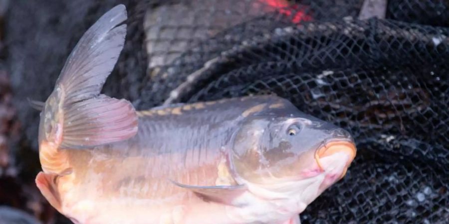 Ein lebender Karpfen liegt an einem Karpfenteich auf einem Kescher. Foto: Sebastian Kahnert/dpa-Zentralbild/ZB