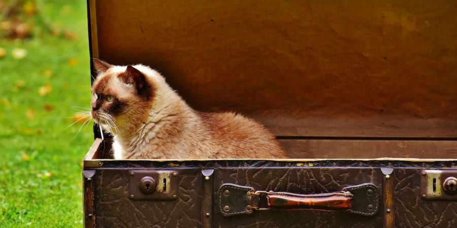 Katzen im Koffer