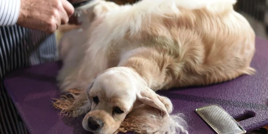 Cocker Spaniel