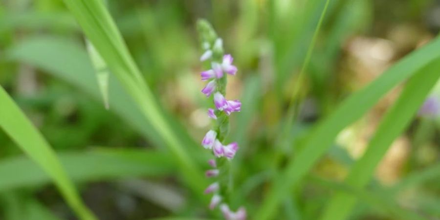 Neue Orchideenart Spiranthes hachijoensis