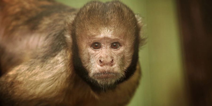 In Brasilien gilt «alter Affe» als Respektsbekundung. Der Ausdruck geht auf ein brasilianisches Sprichwort zurück: «Ein weiser alter Affe steckt seine Hand nicht in einen Topf.»