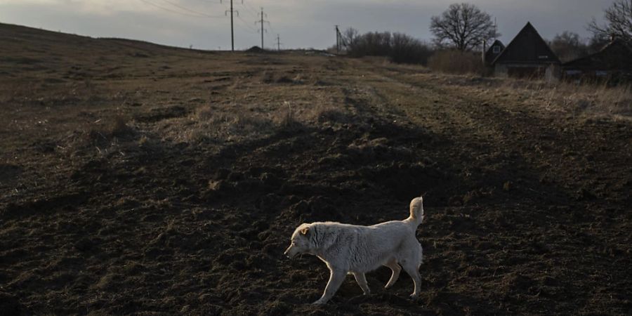 Mithilfe der Spenden des Schweizer Tierschutzes evakuierte eine ukrainische Tierschutzorganisation 104 Hunde aus dem Kriegsgebiet. (Symbolbild)