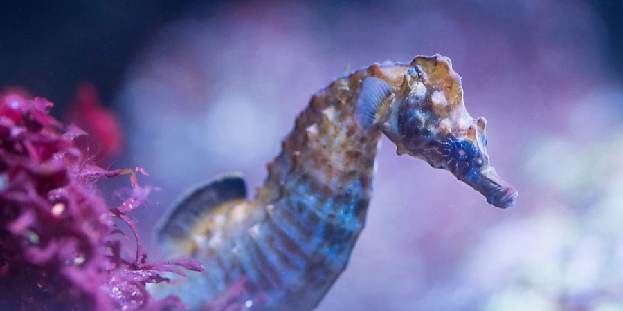 Das Kurzschnäuzige Seepferdchen ist nach erfolgreicher Aufzucht nun wieder öffentlich im Zoo Basel zu sehen.