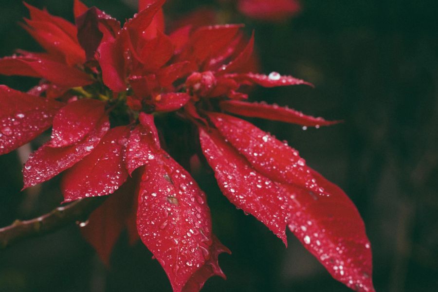 Weihnachtsstern Blütie Poinsettia Wassertropfen