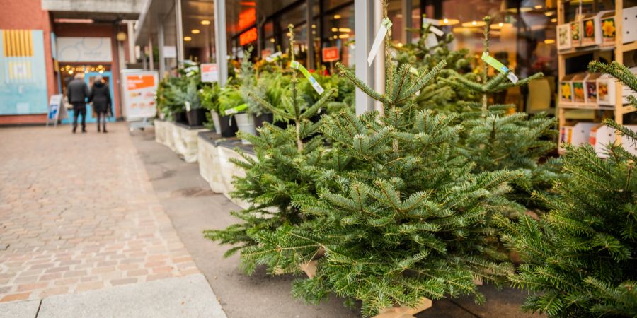 Weihnachtsbäume im Verkauf. (Symbolbild)