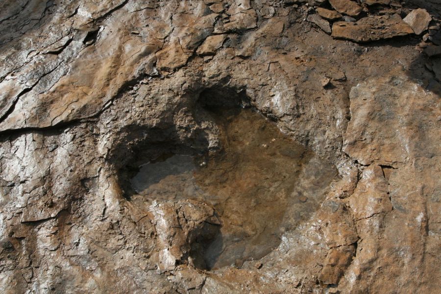 Saurier Spur Erde Tektonik Fossil