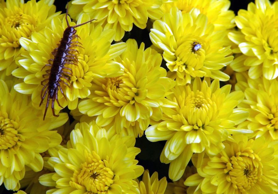 Ein kleiner Hundertfüssler bahnt sich seinen Weg durch einen grossen Blumenstrauss.