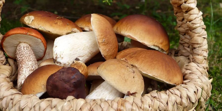 Pilze sammeln