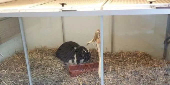 In Zoofachgeschäften - Schweizer Tierschutz prangert Missstände an