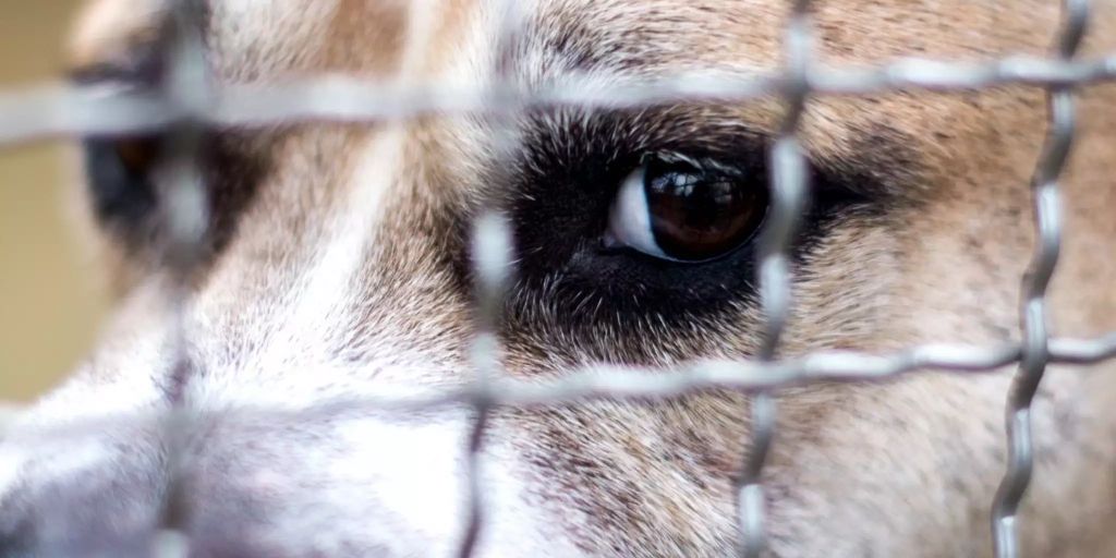 Hunde töten Frau in Grossbritannien