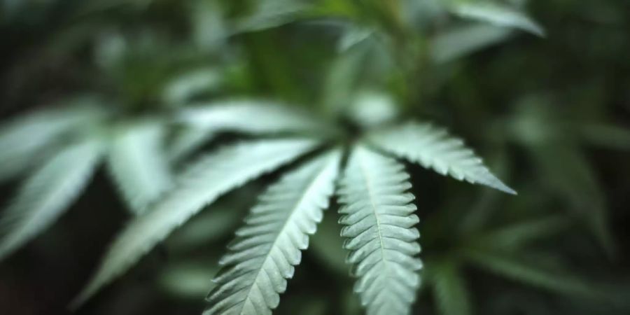 Der Nationalrat muss entscheiden, ob die Abgabe von Cannabis zu Versuchszwecken erlaubt werden soll. Seine vorberatende Kommission ist dagegen. (Themenbild)