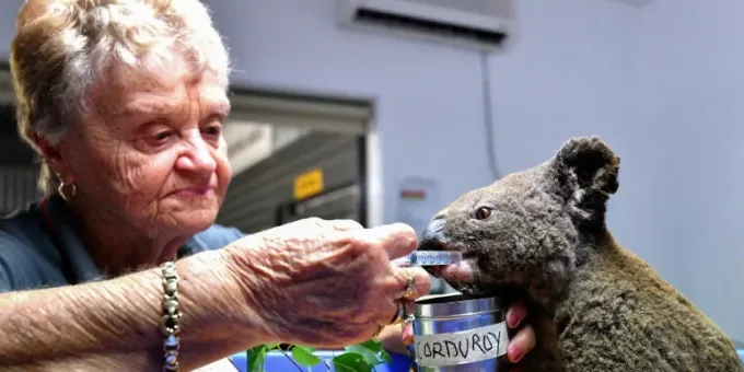 Feuer In Australien Koala Rettung Erlebt Ein Hoch