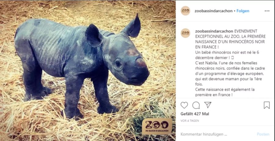 Nashorn Zoo
