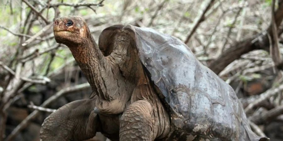 Galapagos-Riesenschildkröte