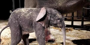 elefant