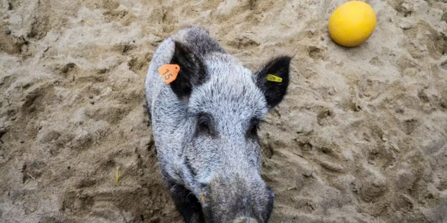 Wildschwein am Friedrich-Löffler-Institut auf der Insel Riems