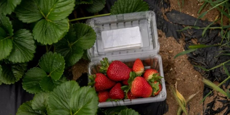 Erntefrische Erdbeeren könnten Mangelware werden