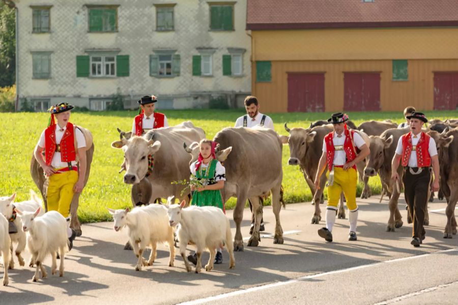 Im Appenzellerland haben Alpabzüge eine grosse Tradition.