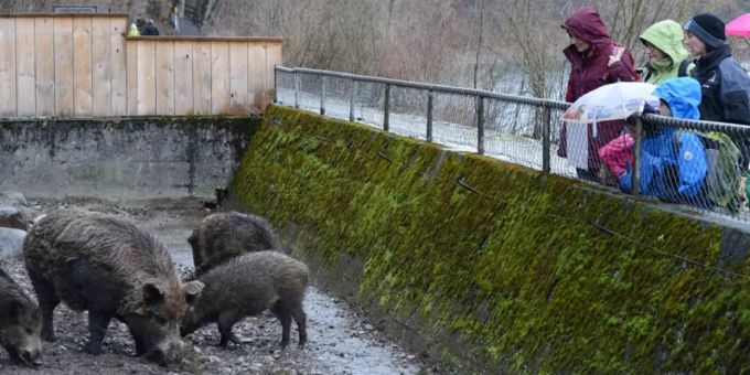 Tierpark Dählhölzli Wildschwein