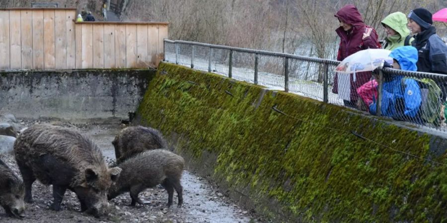 Besucher beobachten eine Familie von Wildschweinen im Tierpark Dählhölzli beim Fressen.