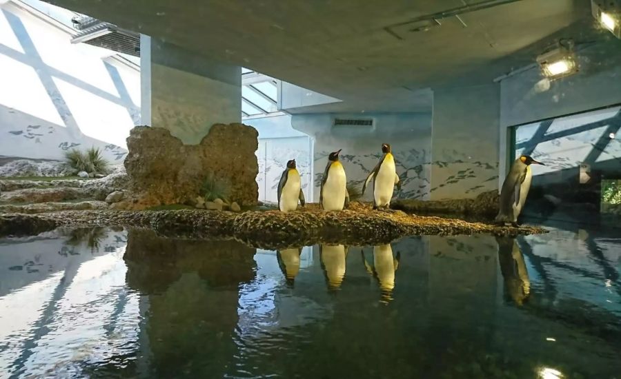 Müssen bei dieser Hitze im gekühlten Gebäude bleiben: Königspinguine im Zoo Zürich